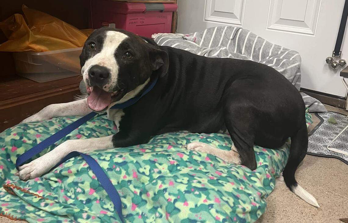 An All4Pets Animal Rescue employee posted this photo of Roscoe the dog to the Lost Pets Of Horry/Georgetown Countys Facebook group. From Facebook.