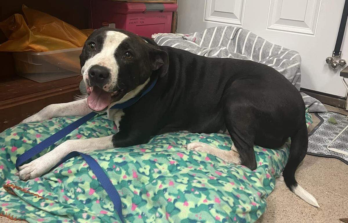 An All4Pets Animal Rescue employee posted this photo of Roscoe the dog to the Lost Pets Of Horry/Georgetown Countys Facebook group. From Facebook.