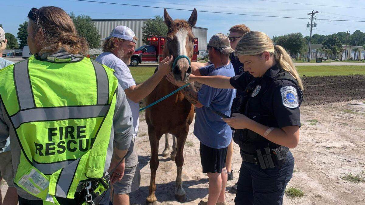 A runaway horse was caught in Horry County on Saturday morning, July 30, 2022, causing traffic to be blocked. Drivers are encouraged to avoid the area near East Cox Ferry Road.