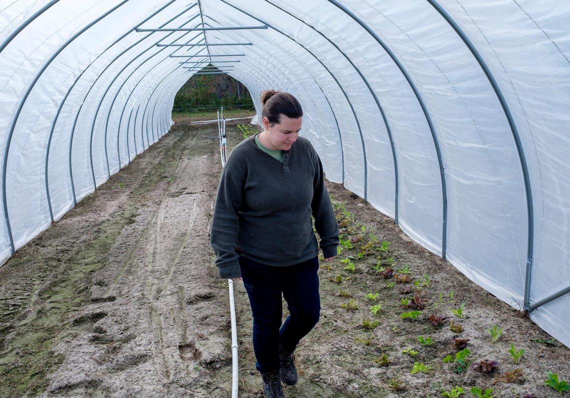 Sallie Lun walks among young cabbage plants in the high tunnels of Indigo Farms. The property straddles the North and South Carolina line in the path of several of the proposed routes for the Highway 31 north expansion. Tuesday, December 2, 2019.