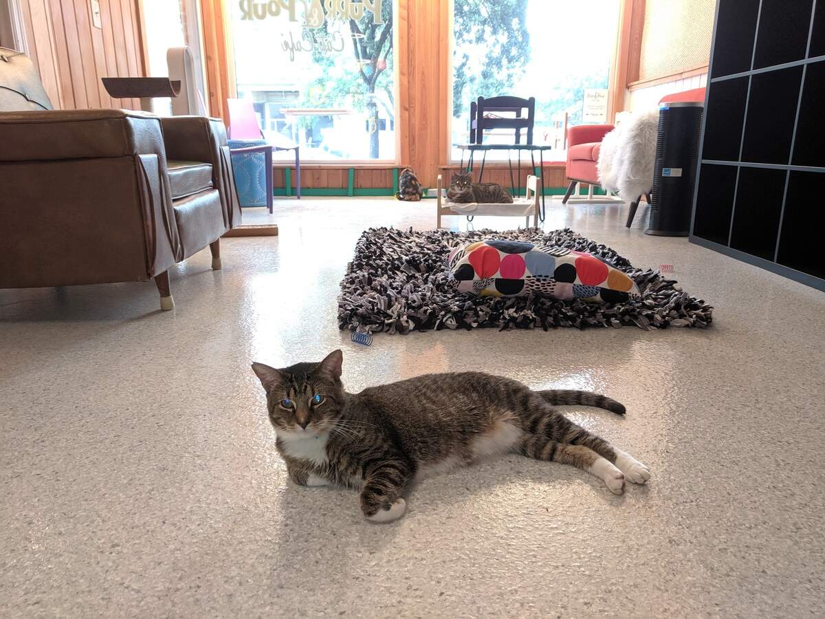 Purr & Pour Cat Café on Front Street in Georgetown was open Thursday as residents prepared for Hurricane Dorian. Owners Steve Harms and Patricia Devine-Harms plan to stay with the six cats in an over-the-store apartment throughout the storm.