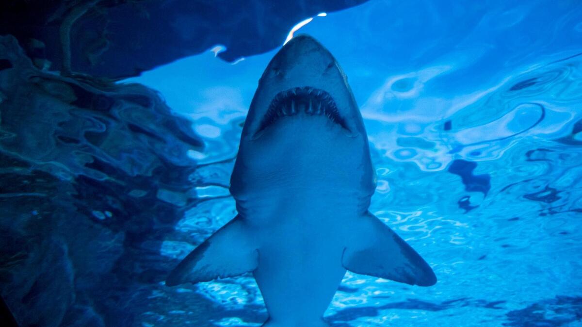 Visitors at Ripley’s Aquarium can celebrate Valentine’s Day with sharks, penguins, sloths and more.