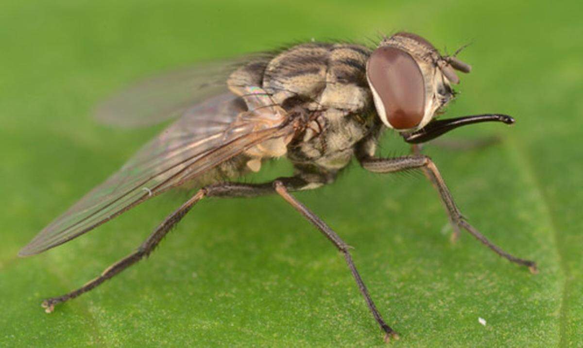 Stable flies have been biting people on Myrtle Beach sands this fall. Photo from the University of Florida.