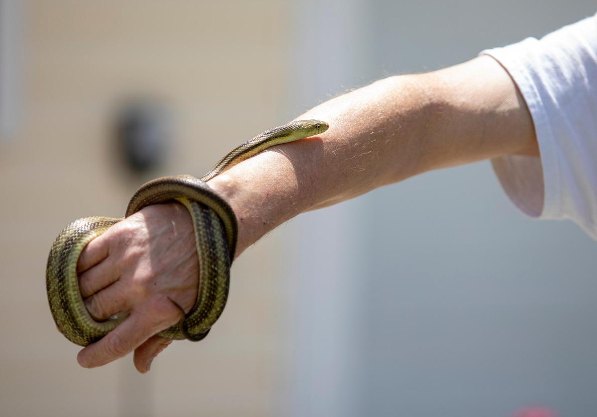 Snake Chaser Russell Cavender holds a Rat snake after a Sunset Beach resident captured it in a bucket Wednesday morning.