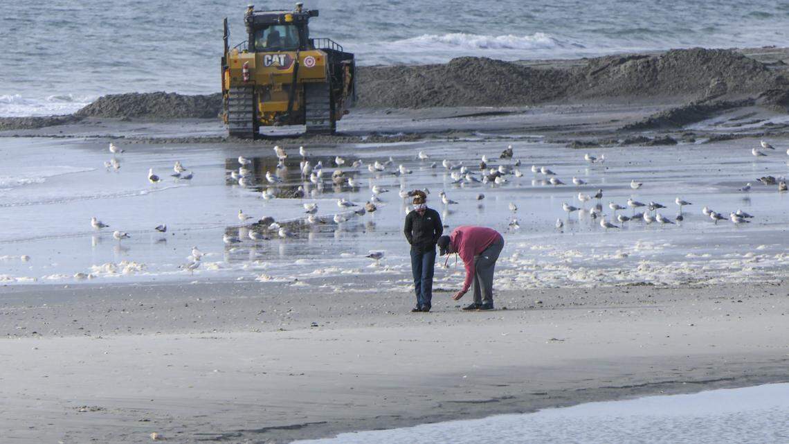 Can you be fined for shelling during beach renourishment in North Myrtle Beach?