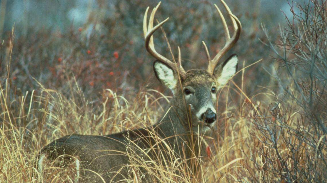 Hunters might soon have another reason to help feed the hungry: A deer-meat tax break