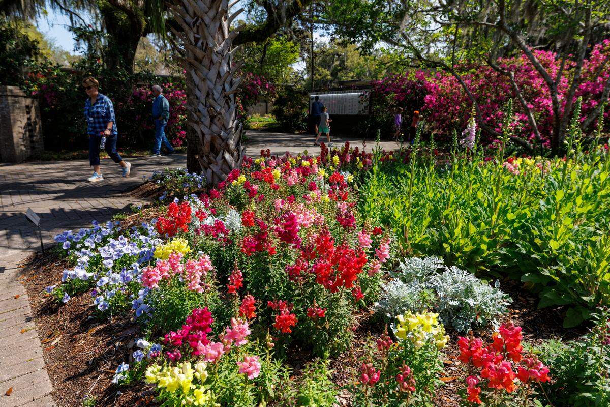 Visitors and volunteers enjoy the Spring weather as the flowers begin to bloom in Brookgreen Gardens.  April 2, 2025.