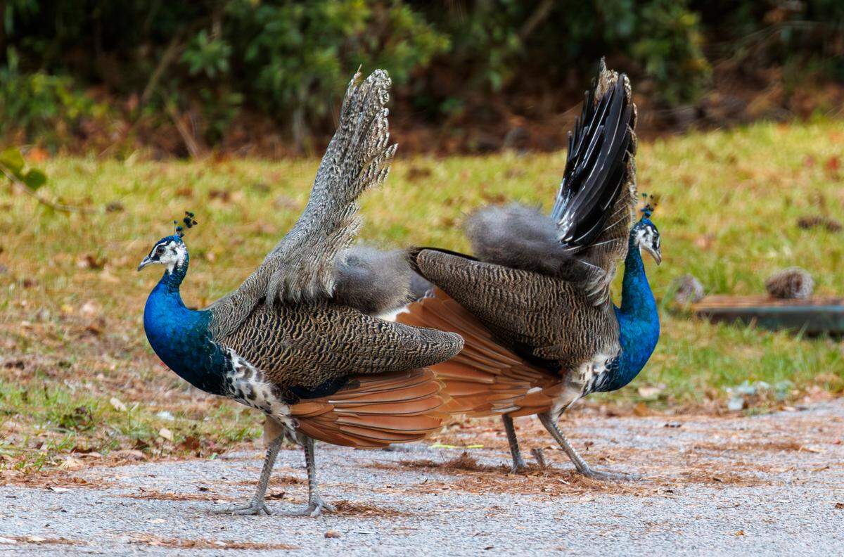 Peafowl spread their tail feathers on the street in Murrells Inlet. More than 20 peafowl roam a residential neighborhood in Murrells Inlet, SC perching porches and rooftops. While some neighbors enjoy their colorful displays, others have complained that they scratch up cars and create a mess. The fowl are believed to have originated on Goat Island only to be blown to the mainland by a past Hurricane. Nov. 13, 2024.