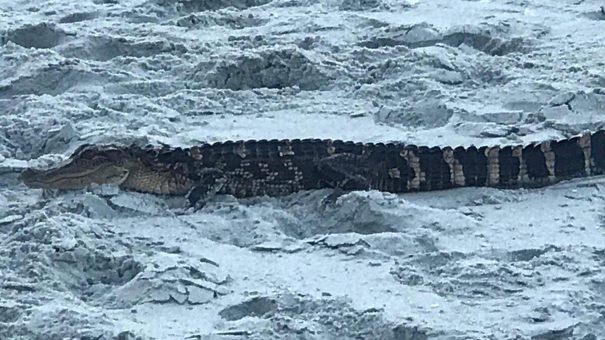 An alligator was spotted on the beach in Garden City last week.