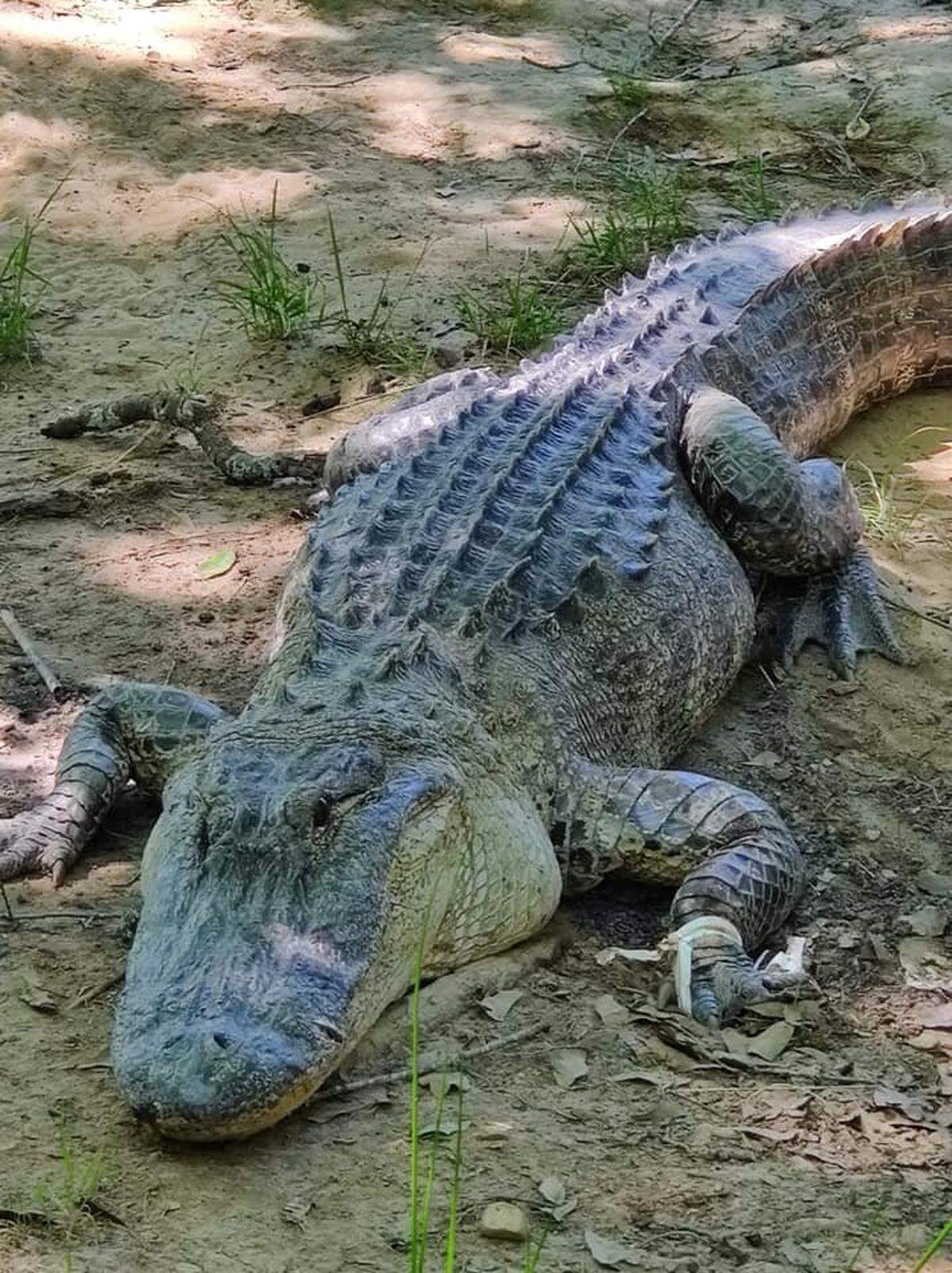Male American alligators can grow over 13 feet.