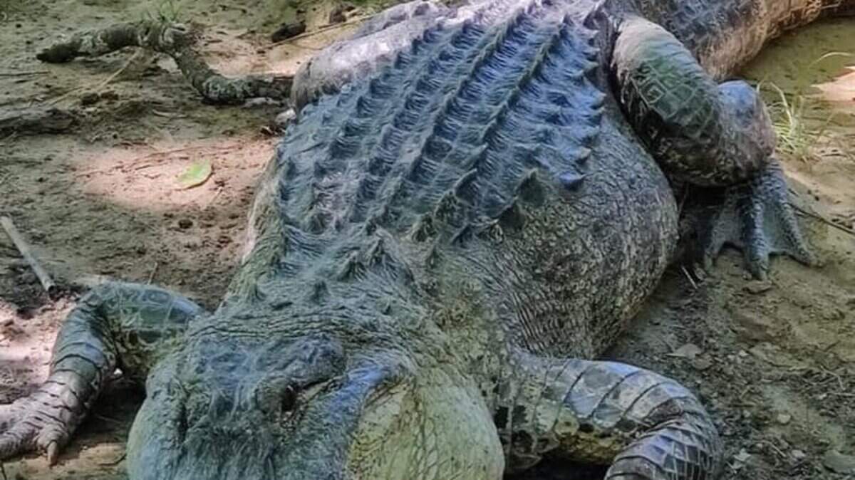 An image of an American alligator.