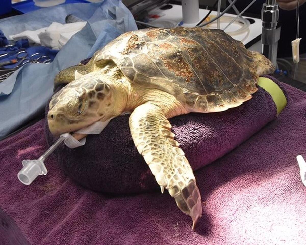 The Kemp’s ridley sea turtle named Ucee, who was transported to the Sea Turtle Care Center in Charleston to undergo surgery after being hooked at Apache Pier in Myrtle Beach.