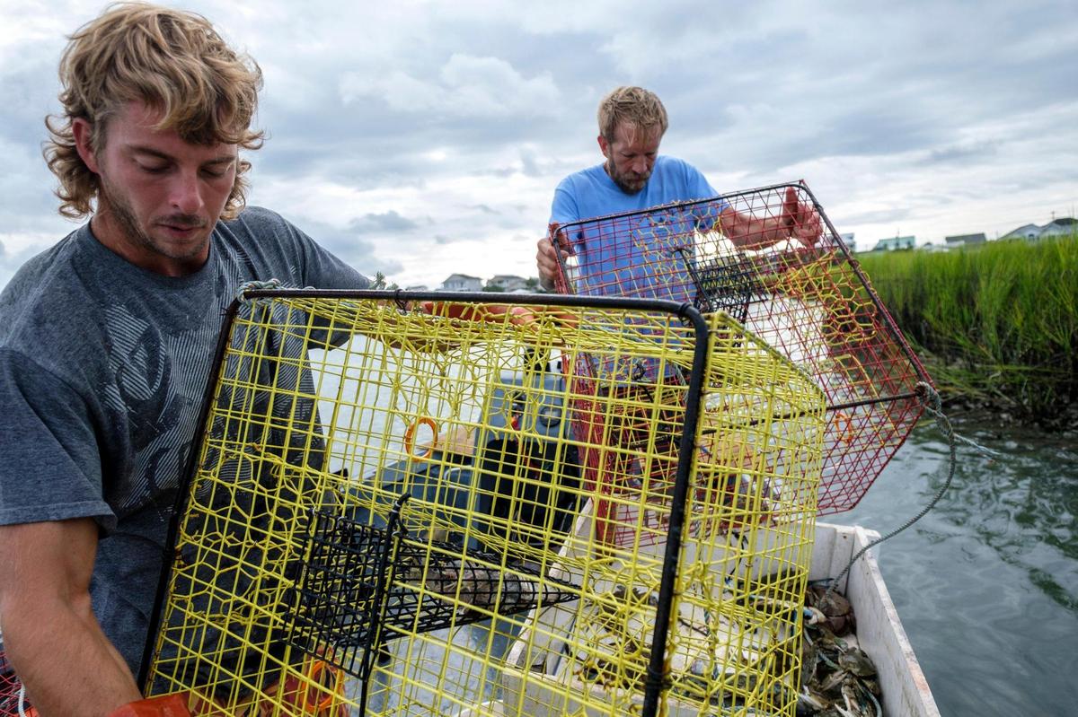 Captain Charlie Werner (right) and crew mate Perrin Martin work a string of blue crab traps in Murrells Inlet. Werner, who owns Lila Lee Shrimpin’ has started crabbing the Murrells Inlet water and delivers both crab and shrimp to customers waiting at the dock at Marlin Quay Marina in Garden City Beach, S.C. Aug. 18, 2022.