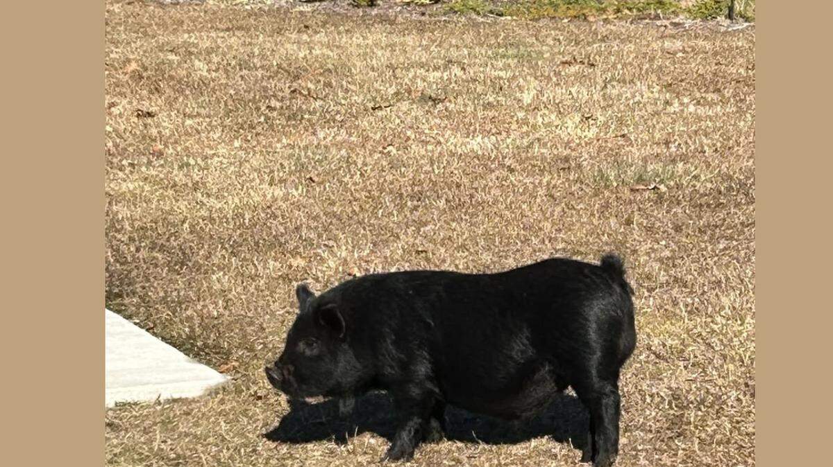 A Facebook user posted a photo of a pig allegedly walking around the North Myrtle Park & Sports Complex. City officials confirmed that a potbelly pig was in the part Dec. 2, 2024.