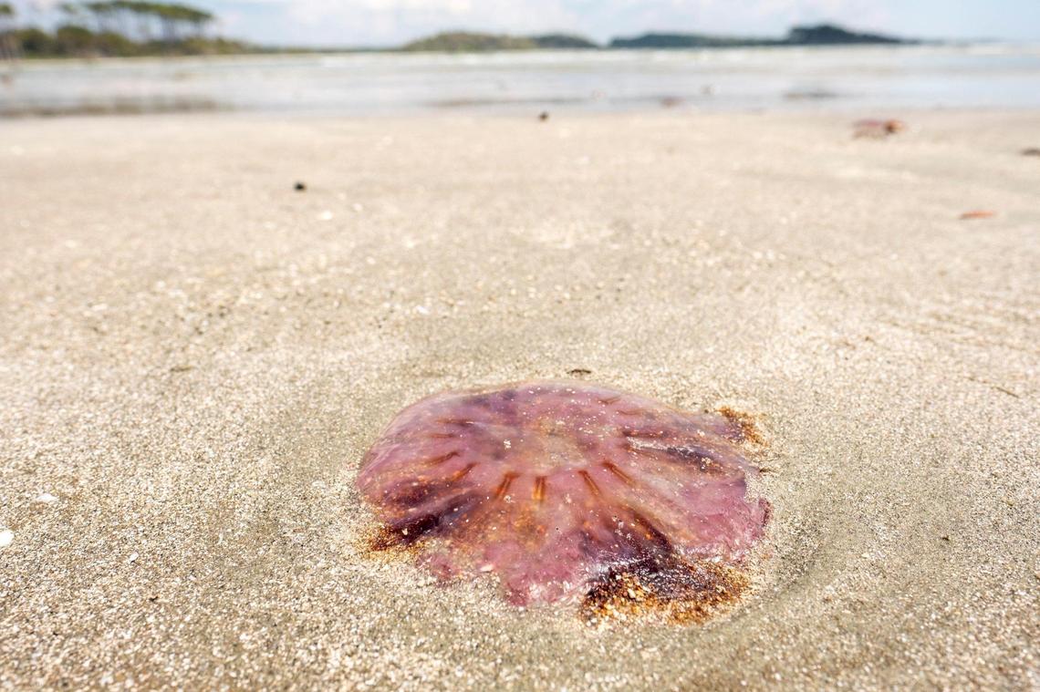 Hundreds of jellyfish identified by the S.C. Department of Natural Resources as “Lion’s Mane Jellyfish” (Cyanea capillata) washed up on the North Myrtle Beach shoreline this weekend. According to S.C. Department of Health and Environmental Concerns he Lion’s Mane are known as moderate stingers, and often describe as a burning sensation rather than a sting. April 19, 2021.