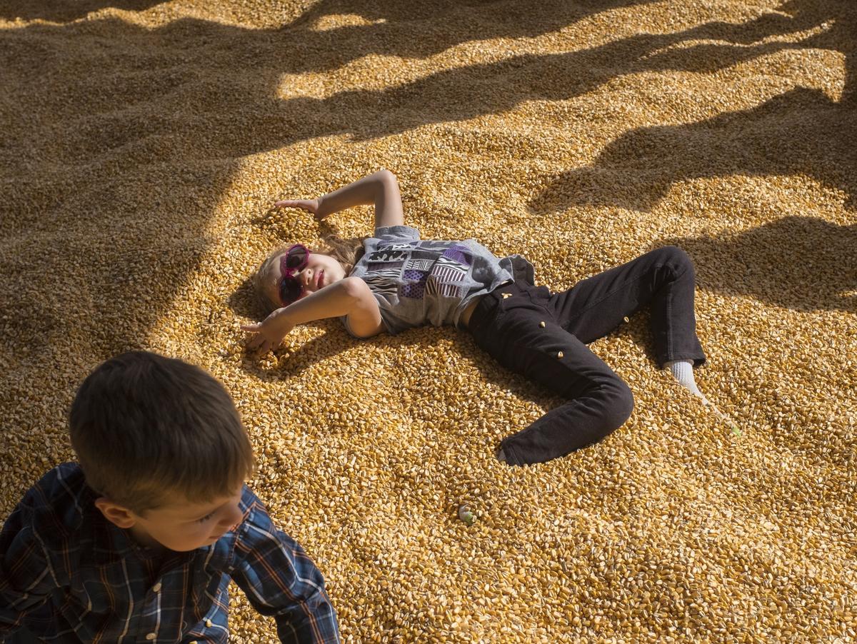 Aubrey Dent, age 6, plays in a pit of corn kernels at  at Thompson Farm. The farm is one of many places hosting events along the Grand Strand to experience the season. Oct. 23, 2018.