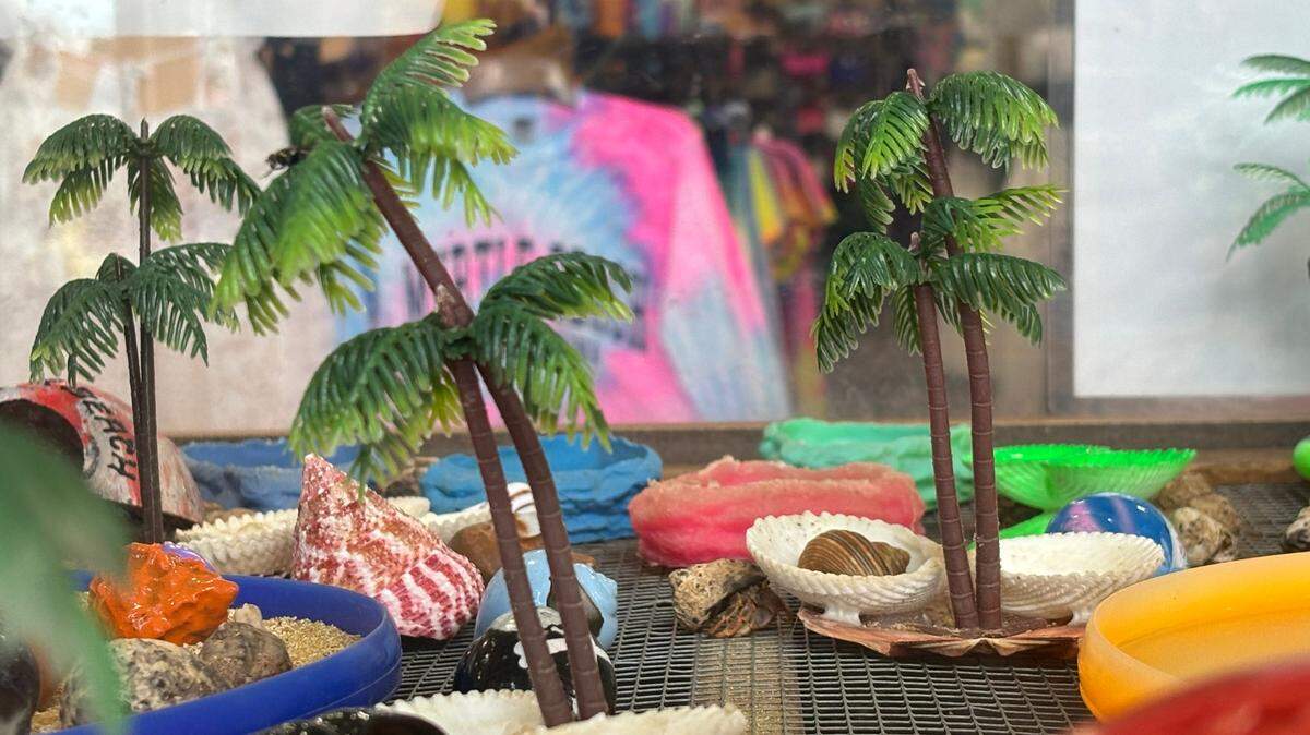 A hermit crab crawls around its cage at Bargain Beachwear in North Myrtle Beach. Thousands of hermit crabs are sold every year as a Myrtle Beach area souvenir.