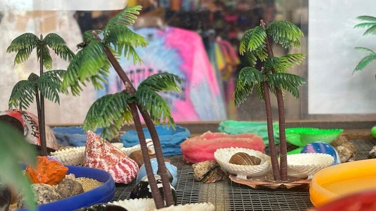Do gift shop hermit crabs come from Myrtle Beach area? What to know about the crustaceans