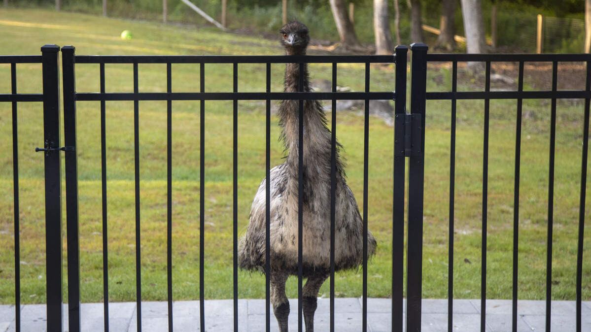 A pet emu in Myrtle Beach. A similar-looking bird has been spotted in Orange and Chatham counties. Law enforcement are looking for the bird and hope to catch it.