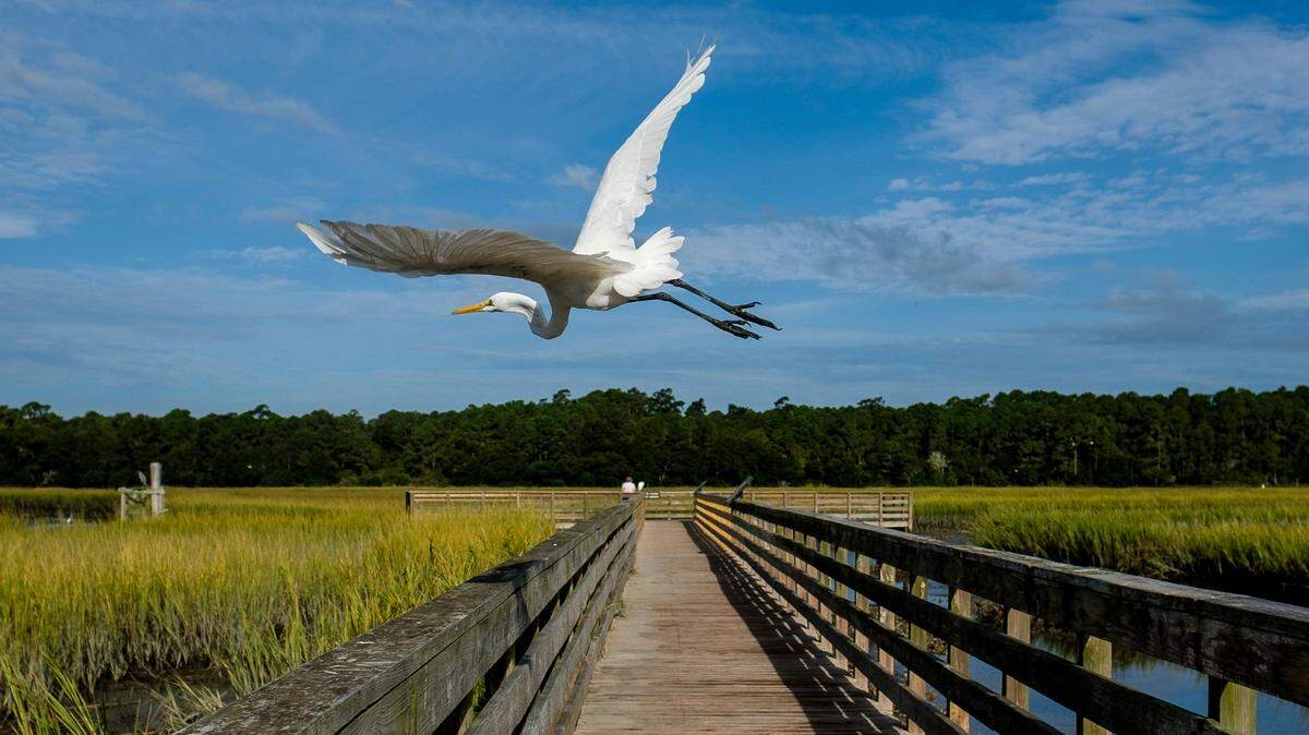 A Great Egret soars over the walkway behind the new Nature Center at Huntington Beach State Park. September 24, 2020.