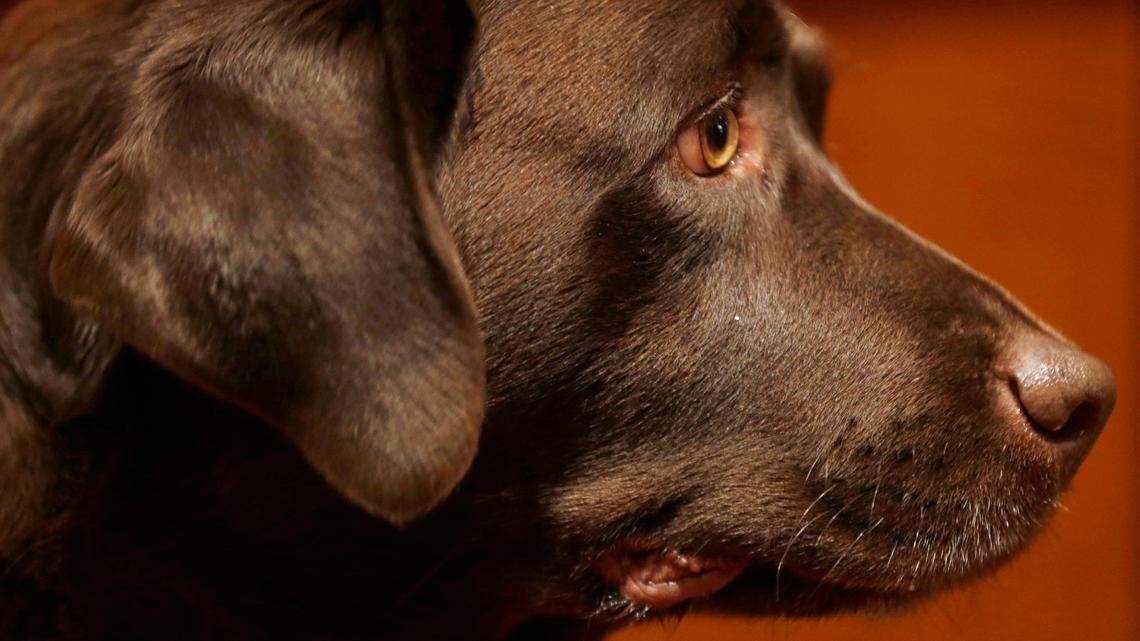 Is your dog manipulating you? A new study has me wondering about my canine, Wasabi