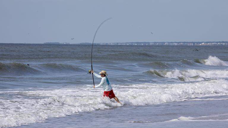 Endangered sea turtle hooked in Myrtle Beach. What to do if you catch one?