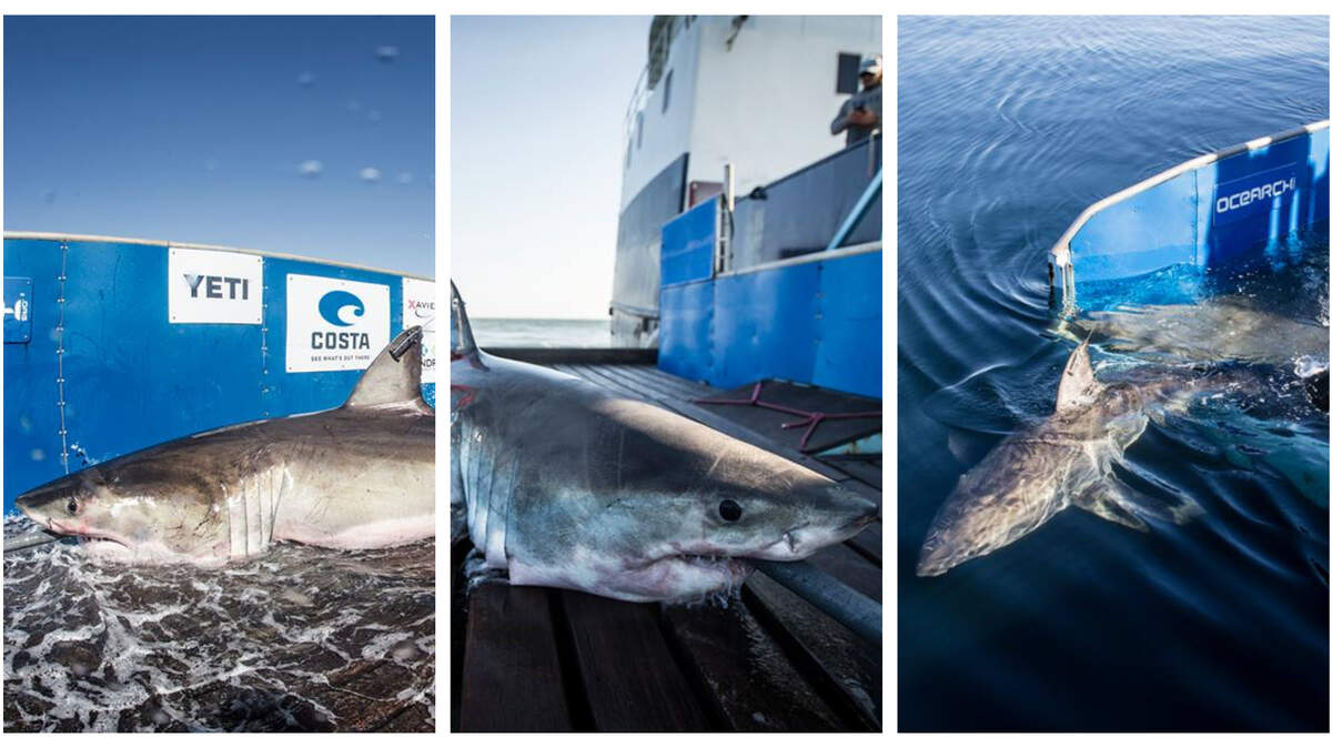 The three great white sharks OCEARCH has recently tracked past Myrtle Beach — pictured left to right: Hilton, Savannah and Miss Costa -