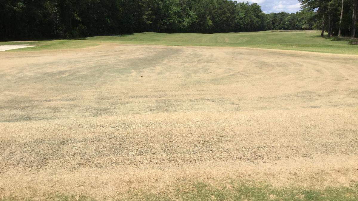 The 12th green at International Club of Myrtle Beach in Murrells Inlet during the replacement of greens with Sunday ultradwarf Bermudagrass this summer.