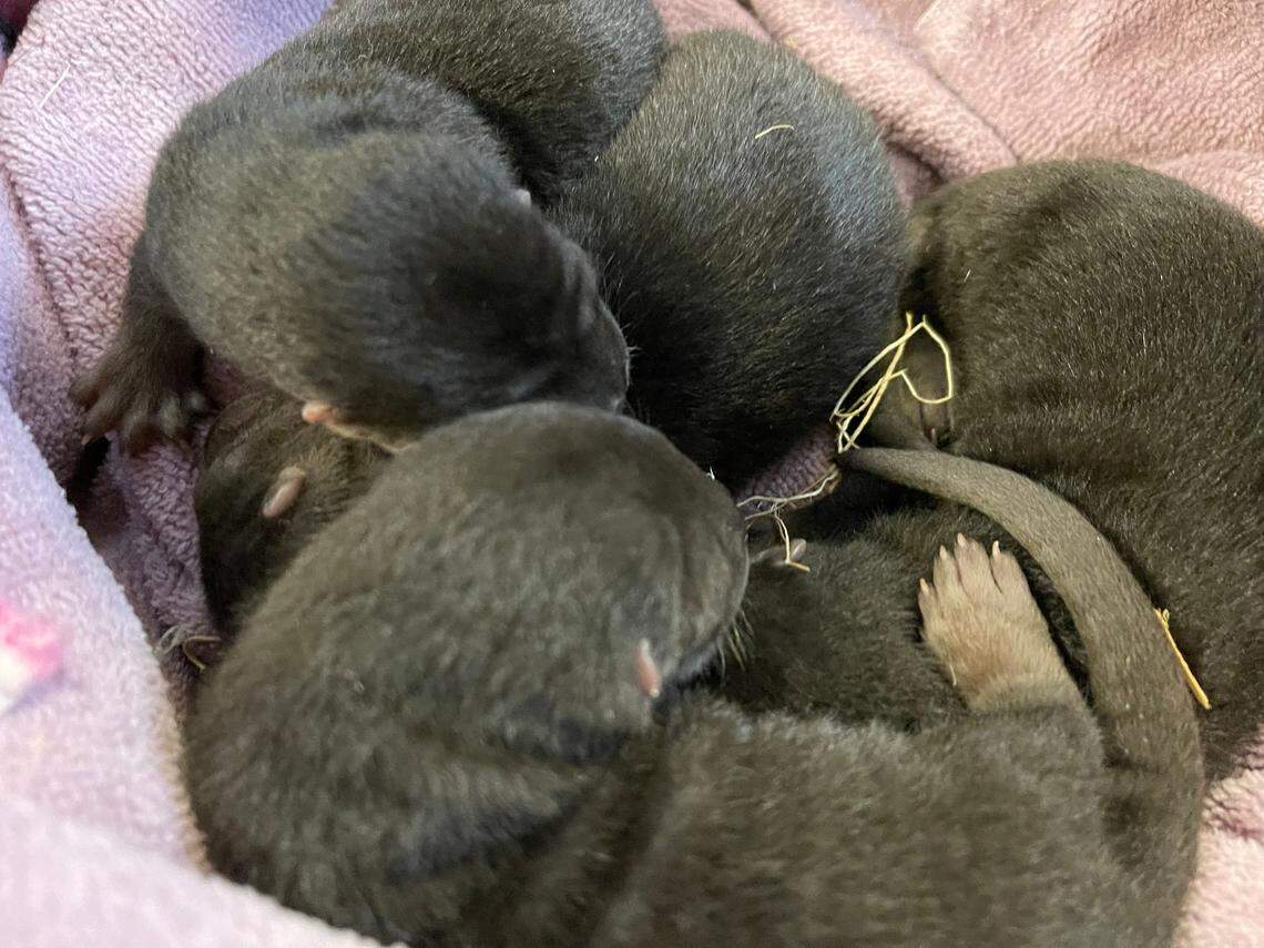 Five baby river otters were born at Brookgreen Gardens in January 2021, making the second litter the Georgetown botancial garden and zoo has welcomed.
