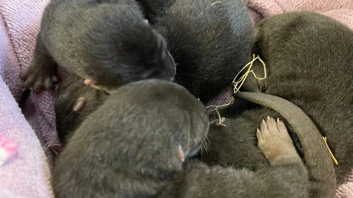 Five baby river otters were born at Brookgreen Gardens in January 2021, making the second litter the Georgetown botancial garden and zoo has welcomed.