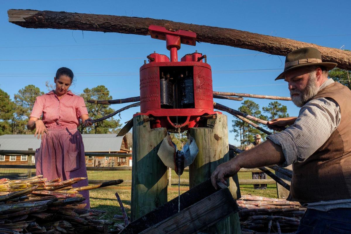 Horry County Museum Director Walter Hill and Hillary Winburn extracts juice from sugar cane in a traditional mill operated by a mule named “Millie.” November 17, 2020.