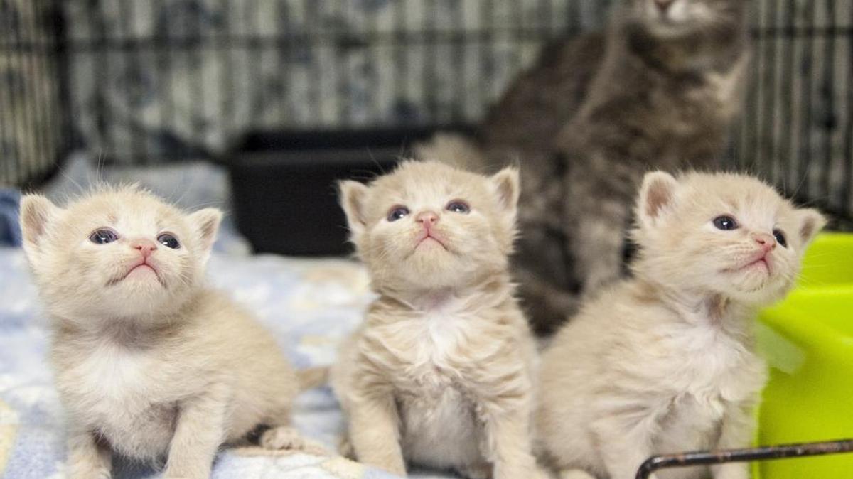 Kittens play at the Grand Strand Humane Society in Myrtle Beach in this file photo from 2017.. The shelter is facing scrutiny from city officials for purchasing an expensive, experimental drug from China to treat a fatal cat disease.