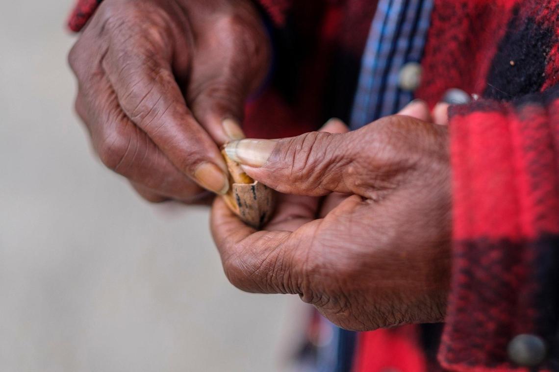 Willie Jean ‘Cowboy’ Caldwell, cracks pecans at the farm where he has been living in March, 2020. The formerly unidentified man known as ‘Cowboy’ that has been living at the Recovery Ranch near Loris, S.C since March of 2020 was finally identified last week as 76-year-old Willie Jean Caldwell of Louisiana. The records should help qualify him for benefits he has been unable to attain for over a decade. Nov. 4, 2021.