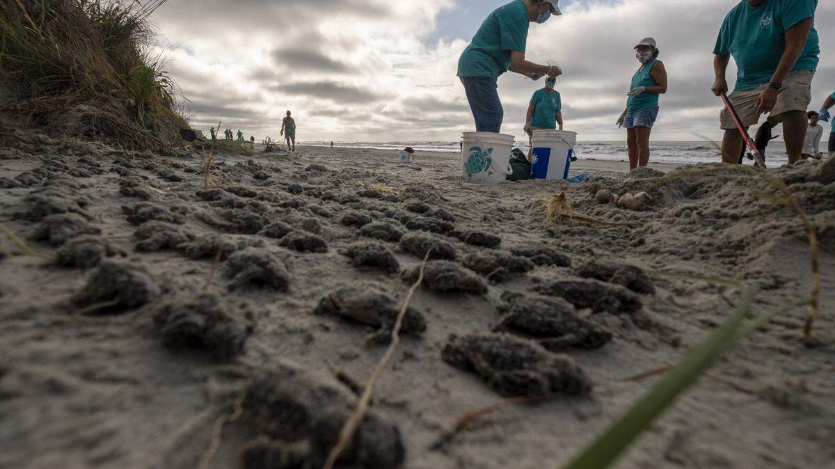 The North Myrtle Beach Sea Turtle patrol doing inventory of nests on storm battered Cherry Grove Beach found hundreds of hatchlings that died when Hurricane Isaias flooded the area on Monday night. August 4, 2020.