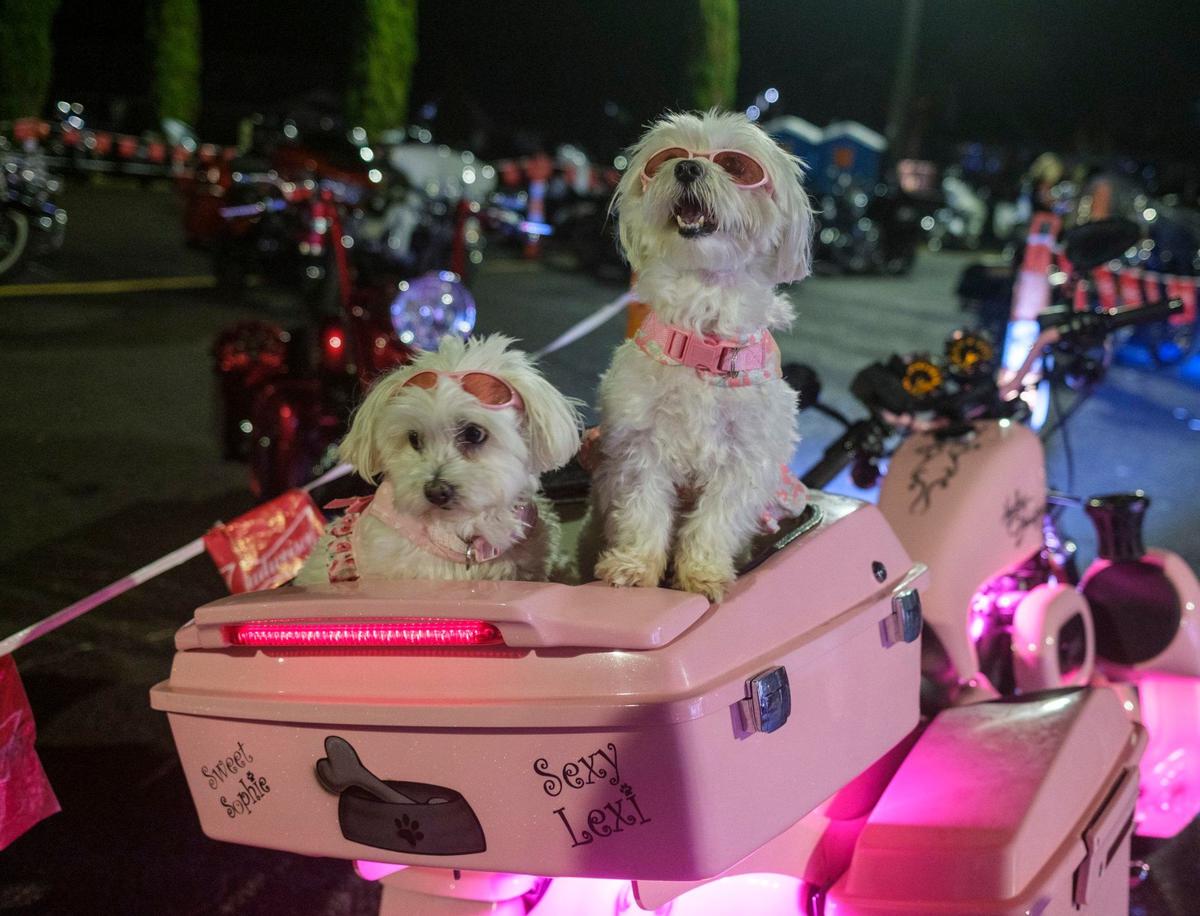 Sweet Sophie and Sexy Lexi, owned by Danette Larsen of North Myrtle Beach, rode on the back of a motorcycle secure in a custom dog bed to Captain Archie’s bar on Friday evening. Bikers brought their animals including dogs, and even a ring tailed lemur to the bars during Myrtle Beach Bike Week’s Fall Rally. Oct. 4, 2024.