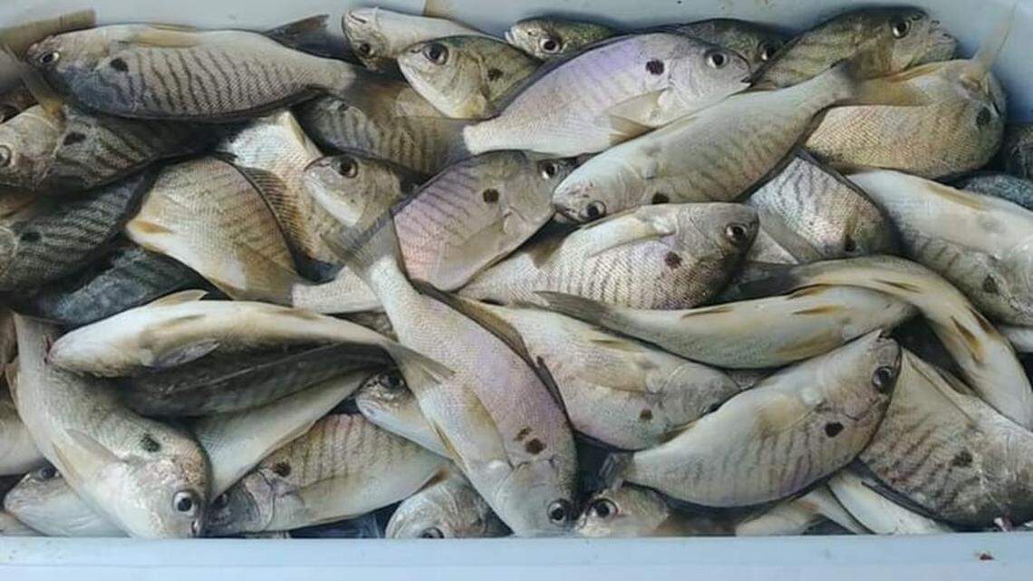 Grand Strand Fishing Report: It’s about that time to fill coolers with spots