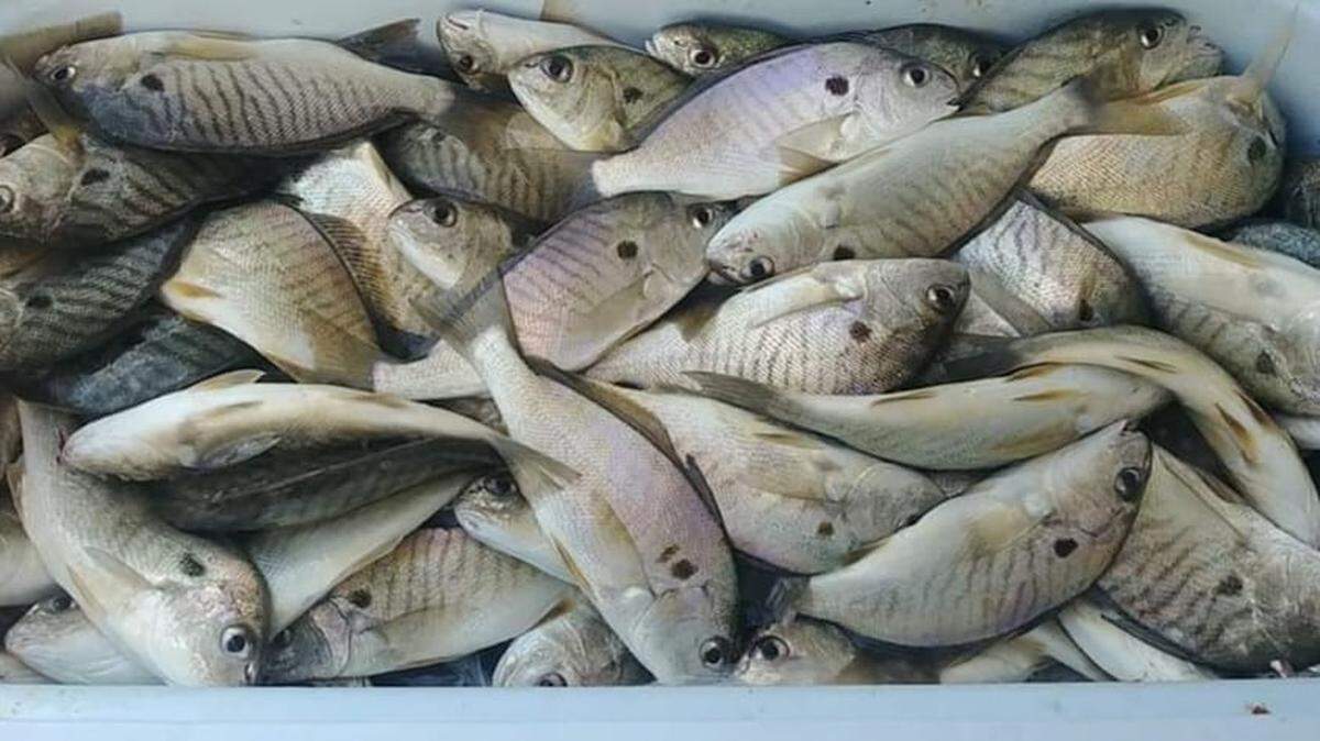 As November arrives, Murrells Inlet and Little River are starting to produce coolers full of spots, a favorite panfish of autumn anglers on the Carolina coast.