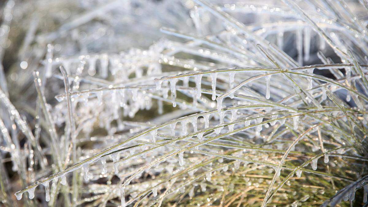 Plants were frozen the in the median of U.S. 17 on Tuesday morning. A winter storm watch will be in effect 6 a.m. Wednesday to 6 a.m. Thursday as a wintry mix is expected to blanket Horry, Georgetown counties, and surrounding areas.