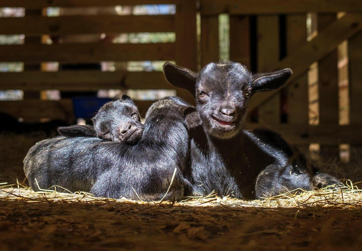 Three goat kids sleep in the sun at the Brookgreen Lowcountry Zoo. The first baby goats of the season, were born last week to the doe called “Tammy” and were named “Kreature,” “Dobby,” and “Winky” after Harry Potter Characters. March 14, 2022.