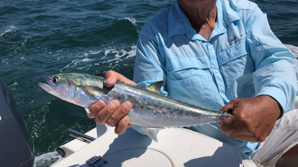 Garden City Beach resident Charlie Nash shows off a Spanish mackerel caught off Murrells Inlet in April. Spanish mackerel are being caught of Grand Strand piers this week.