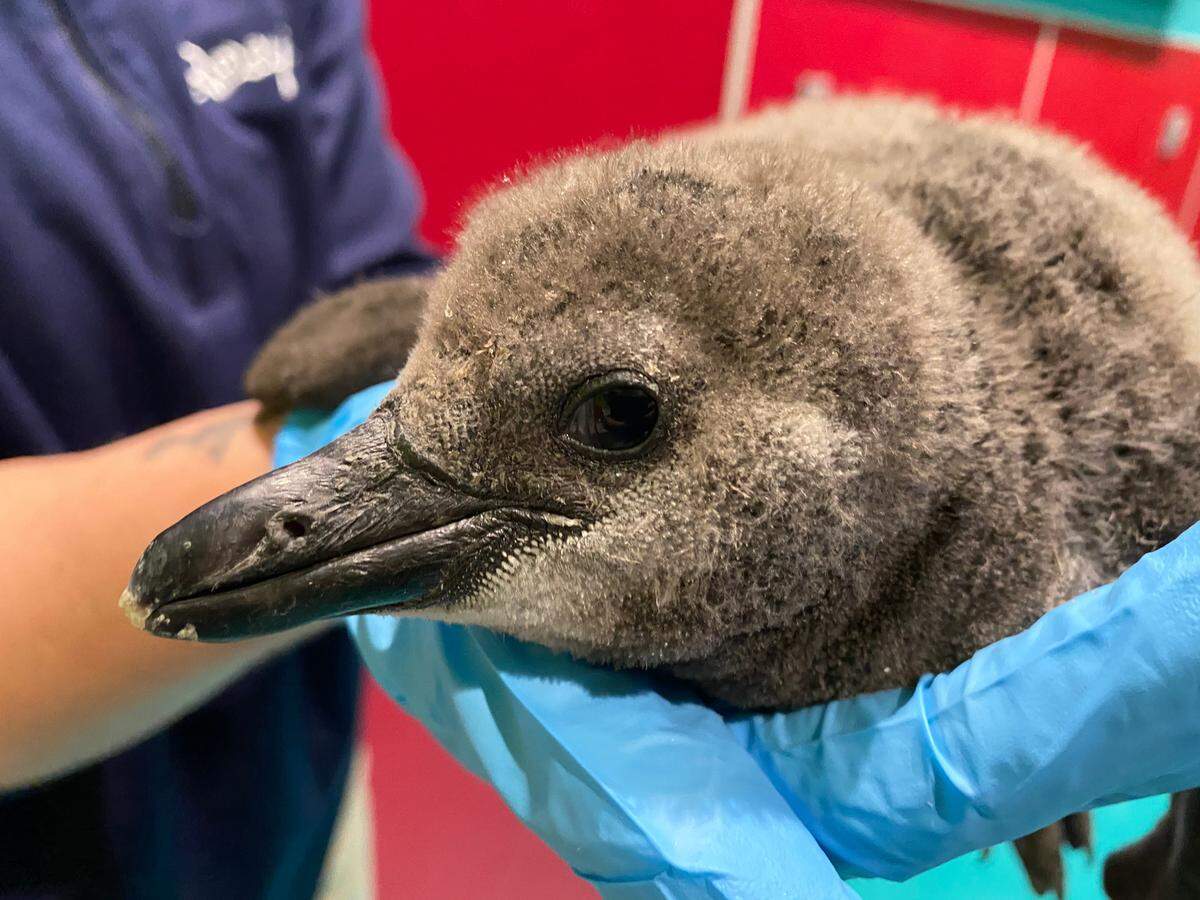 Ripley’s Aquarium of Myrtle Beach will have a contest in December to decide what to name their newly hatched African penguin chick.