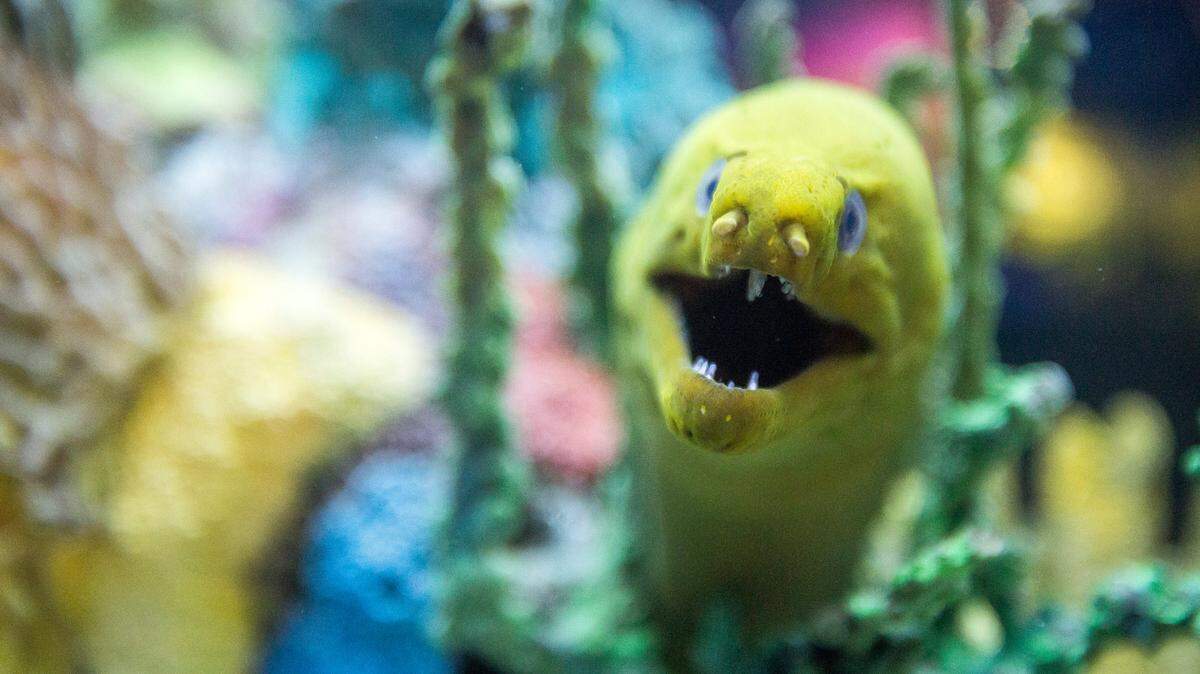 The moray eels at Ripley’s Slime Exhibit. An Animal Crossing popup will be visting the aquarium starting June 14.