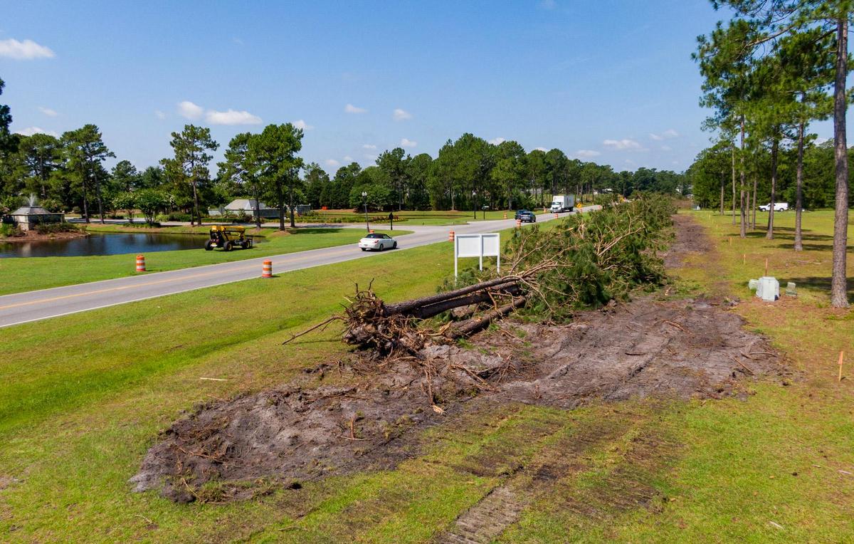 A line of pine trees lay on the ground along the side of Carolina Forest Boulevard in Myrtle Beach.