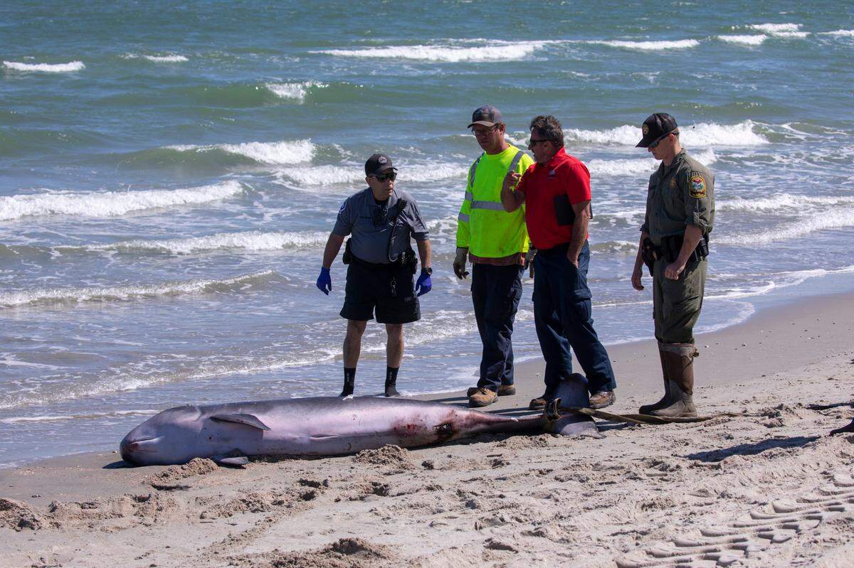 Pygmy sperm whales occupy South Carolina waters all year. Some, like this one last year, wash ashore in the Myrtle Beach area.