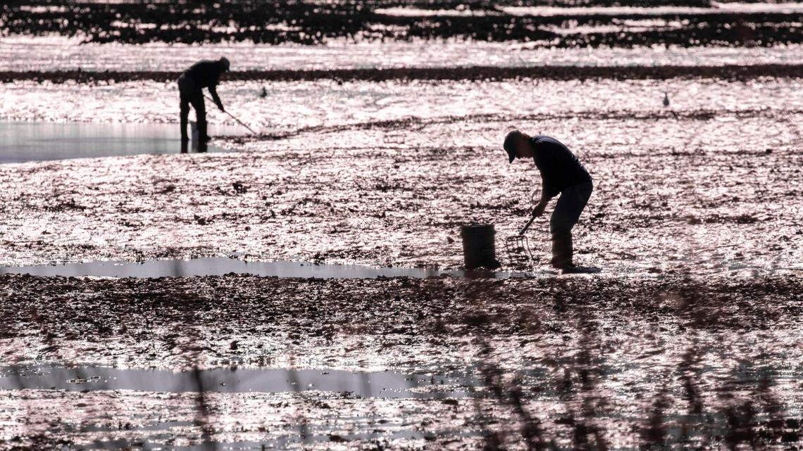 Visitors harvest shellfish in Oyster Landing at Huntington State Park in the Murrells Inlet Marsh.