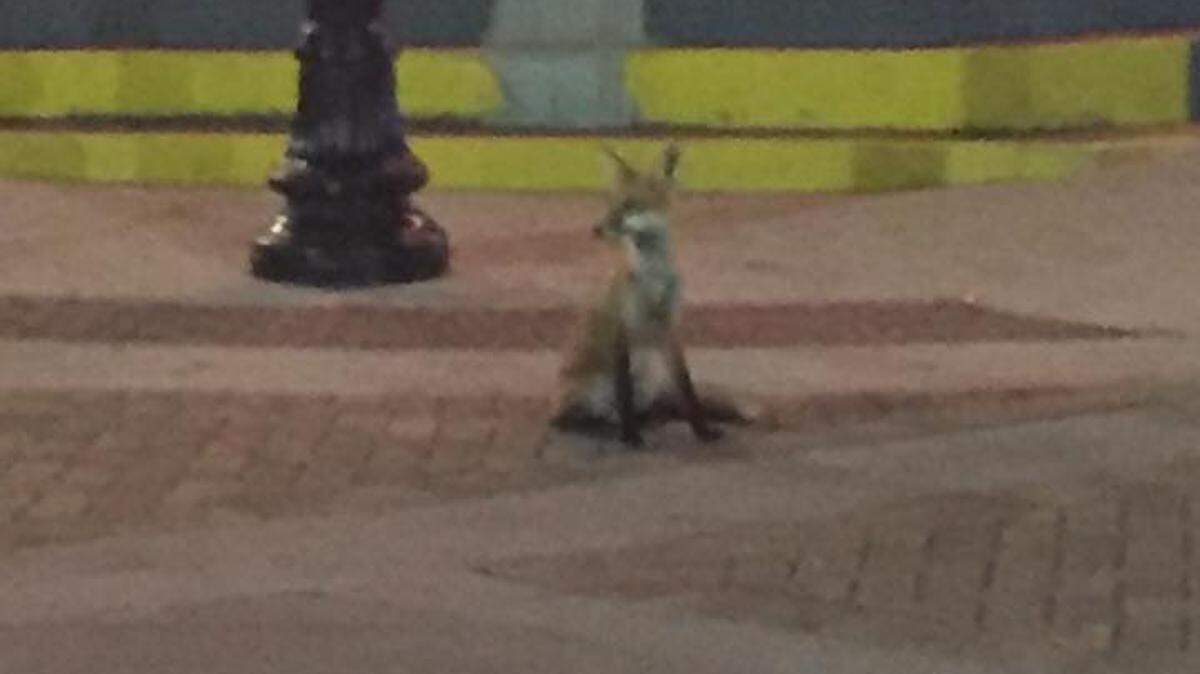 A fox sits in front of Ripley’s Believe It or Not in Myrtle Beach ahead of Hurricane Florence.