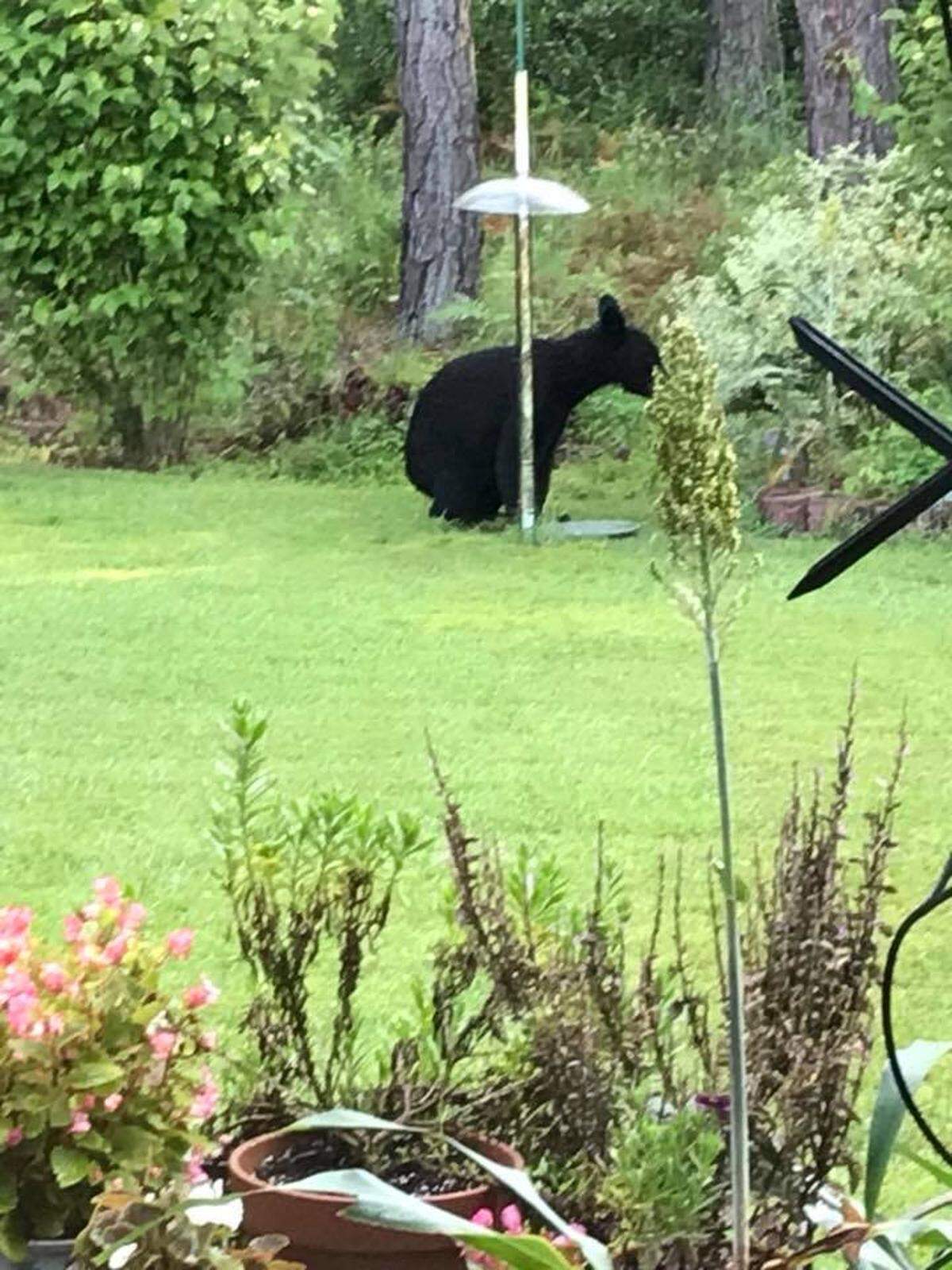 A black bear poops in the yard of a Carolina Forst man.