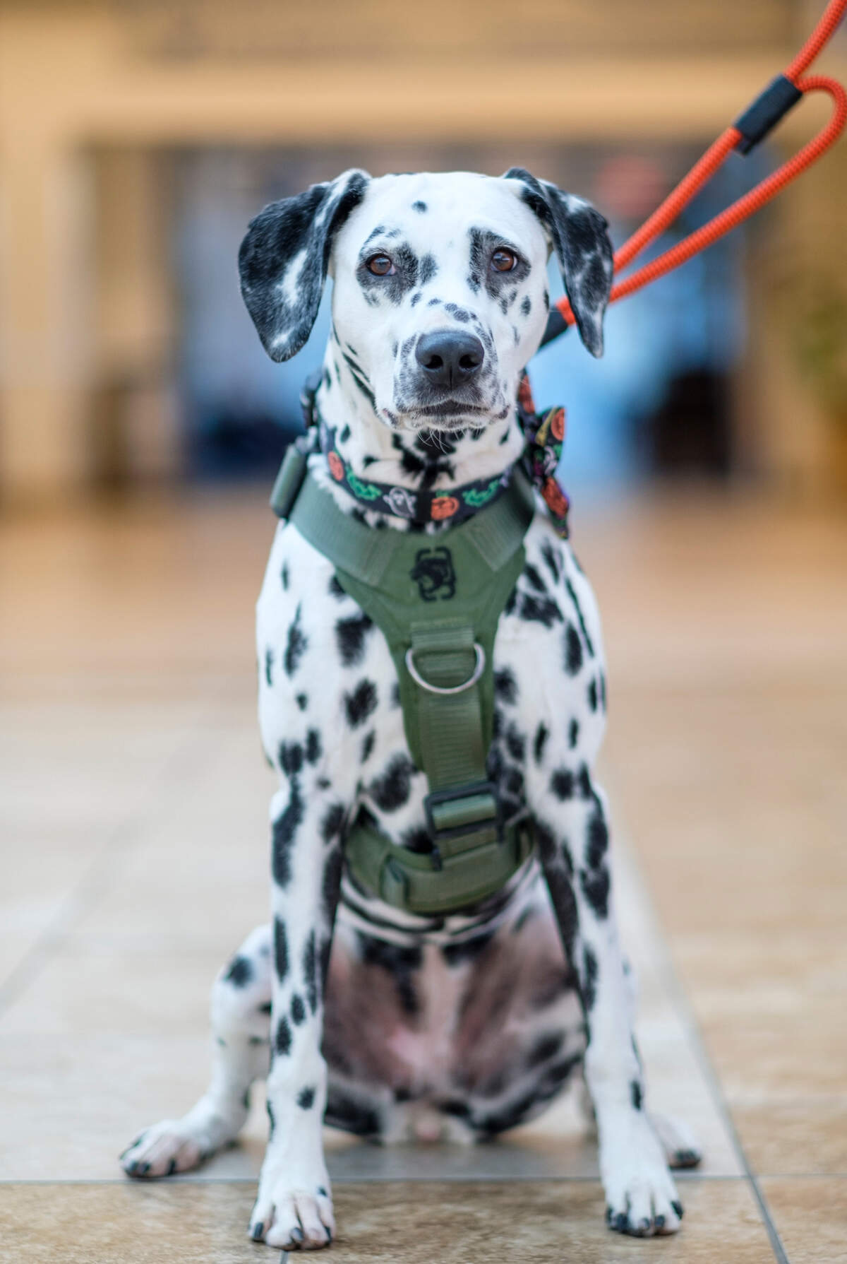 Monica Callahan takes her therapy dog, Orio, a 6-year-old dalmatian, to interact with passengers at the Myrtle Beach International Airport. The pair visit the airport about once a week to help relieve the stress associated with traveling. Oct. 22, 2024.