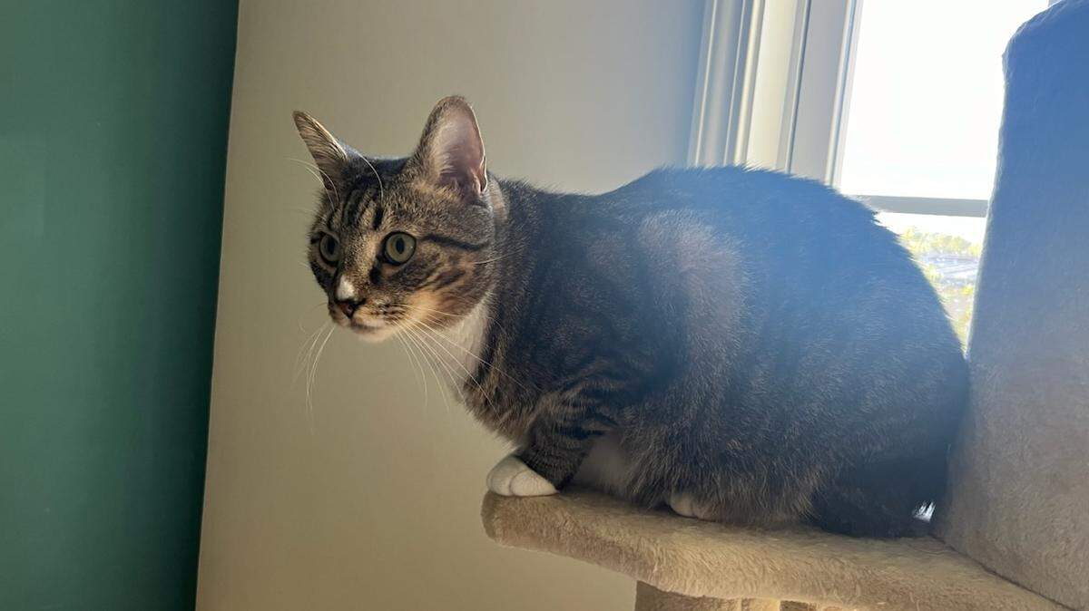 Vote for the cutest cat around Myrtle Beach in our new poll.