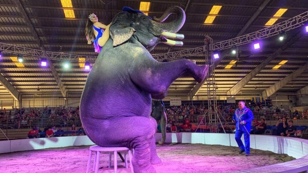 The Garden Brothers Circus, which describes itself as a “family tradition for over 100 years,” will put on shows Tuesday and Wednesday at the Myrtle Beach Convention Center. Each day will feature two shows, the first at 4:30 p.m. and the second at 7:30 p.m.`